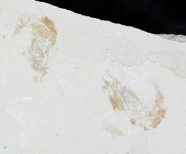 Cretaceous Fossil Shrimp Carpopenaeus - Lebanon #24058